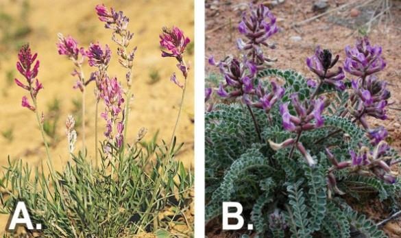 poisonous-plants-rangelands-locoweed-and-crazyweed